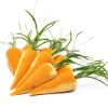 Hot Skwash Living|Décor|Bushel of Carrots