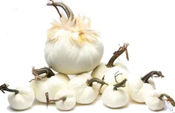 Hot Skwash Living|Décor|Grande Ivory, 056