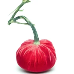 Hot Skwash Living|Décor|Guava Silk Velvet Pumpkin