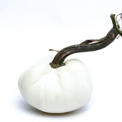 Hot Skwash Living|Décor|Ivory Silk Velvet Pumpkin