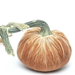 Hot Skwash Living|Décor|Latte Silk Velvet Pumpkin