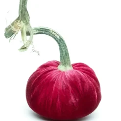 Hot Skwash Living|Décor|Lipstick Silk Velvet Pumpkin