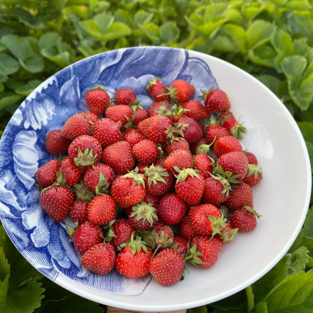 Caskata Dinnerware|Peony Blue Wide Serving Bowl